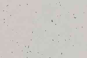 Линолеум Forbo Sphera Energetic 50211 stone фото  | FLOORDEALER